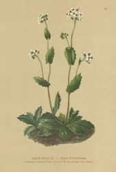 Arabette des Alpes