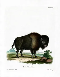 Bison américain