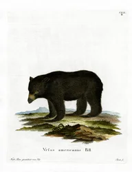 Ours noir d