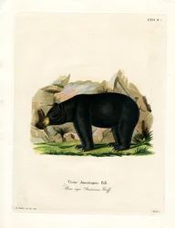 Ours noir américain