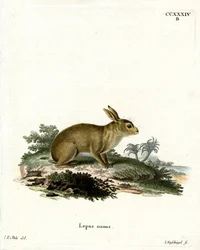 Lapin gris américain