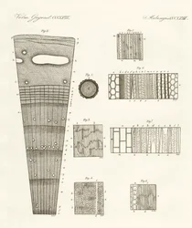 Anatomie du bois