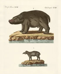Animaux des pays chauds