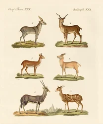 Antilopes et gazelles