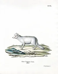 Renard arctique