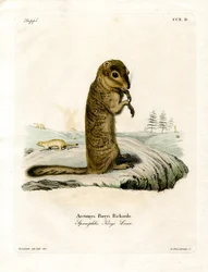 Écureuil terrestre arctique