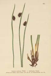 Joncs arctiques