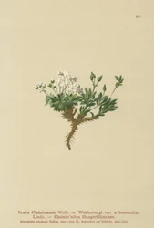 Drave arctique (Draba Fladnitzensis, Draba altaica, Draba Wahlenbergi)
