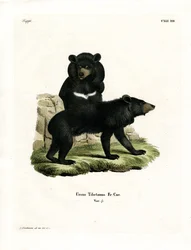 Ours noir d