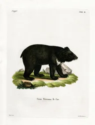 Ours noir d