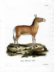 Âne Sauvage Asiatique