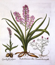 Asphodel, Burnt Orchid et Fumaria Spicata, de Hortus Eystettensis, par Basil Besler, pub. 1613
