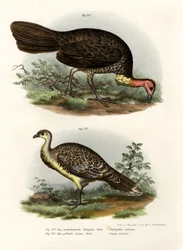 Talégalle de Latham, 1864