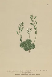 Drave autrichienne (Draba dubia, Draba frigida)
