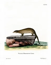 Mangouste rayée