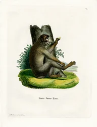 Singe magot