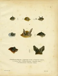 Têtes de chauves-souris