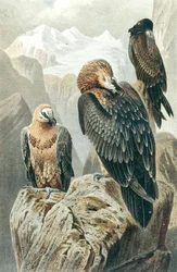 Gypaète barbu, planche de "Brehms Tierleben: Allgemeine Kunde des Tierreichs", vol.6, p.415, publié par Bibliographisches Institut