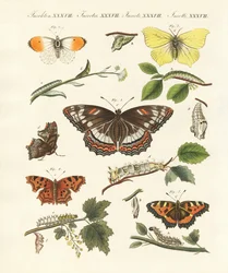 Beaux papillons allemands