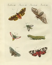 Beaux papillons de nuit allemands