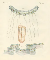 Beaux cténophores
