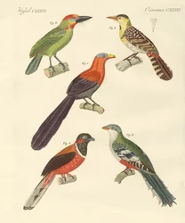 Beaux oiseaux étrangers