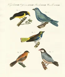 Beaux oiseaux étrangers