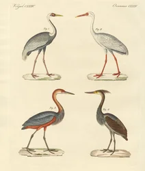 Beaux oiseaux des marais