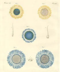 Belles méduses
