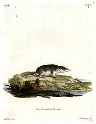 Musaraigne bicolore