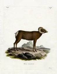 Mouflon canadien