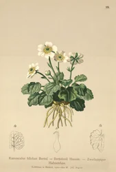 Renoncule bilobée