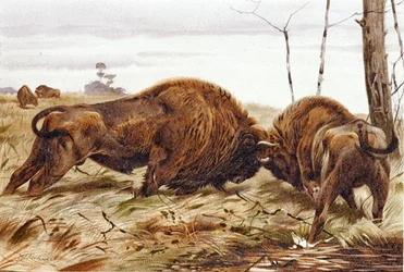 Bison, planche de "Brehms Tierleben: Allgemeine Kunde des Tierreichs", vol. 3, p. 260, publié par Bibliographisches Institut