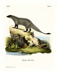 Mangouste à pattes noires