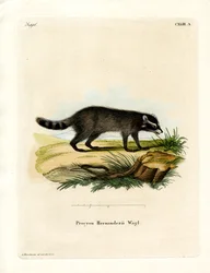 Raton laveur à pieds noirs