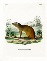 Agouti à croupe noire