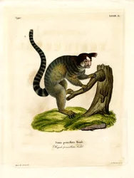 Ouistiti à touffes noires
