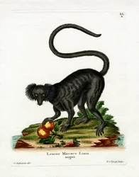 Lémur noir