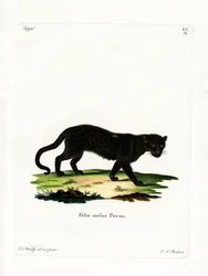 Léopard noir