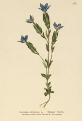 Gentiane utriculeuse (Gentiana utriculosa)