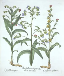 Buglosse bleue et deux variétés de langue de chien, de Hortus Eystettensis, par Basil Besler (1561-1629), pub. 1613