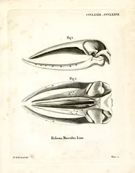 Crâne de Baleine Bleue