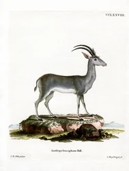Bluebuck