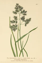 Pâturin