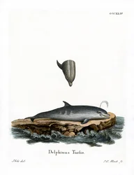 Dauphin à nez en bouteille