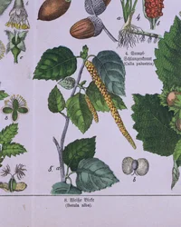 Branche de bouleau argenté, d