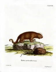 Porc-épic brésilien