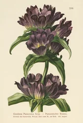 Gentiane brune (Gentiana Pannonica)