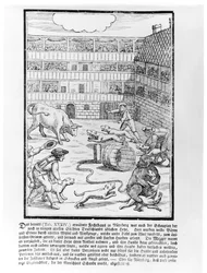 Combat de taureau et d