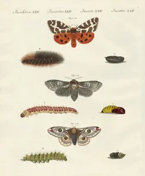 Papillons de nuit